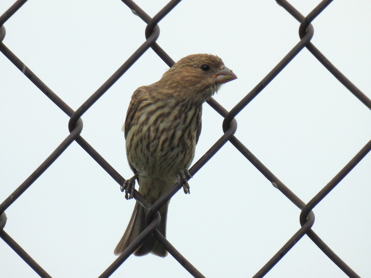 House Finch - ML638780967