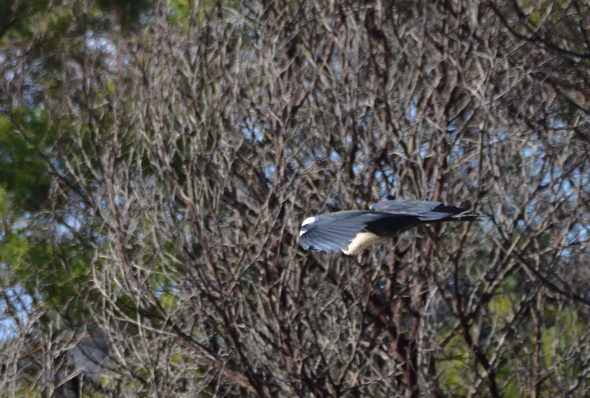 Pacific Heron - ML638780968