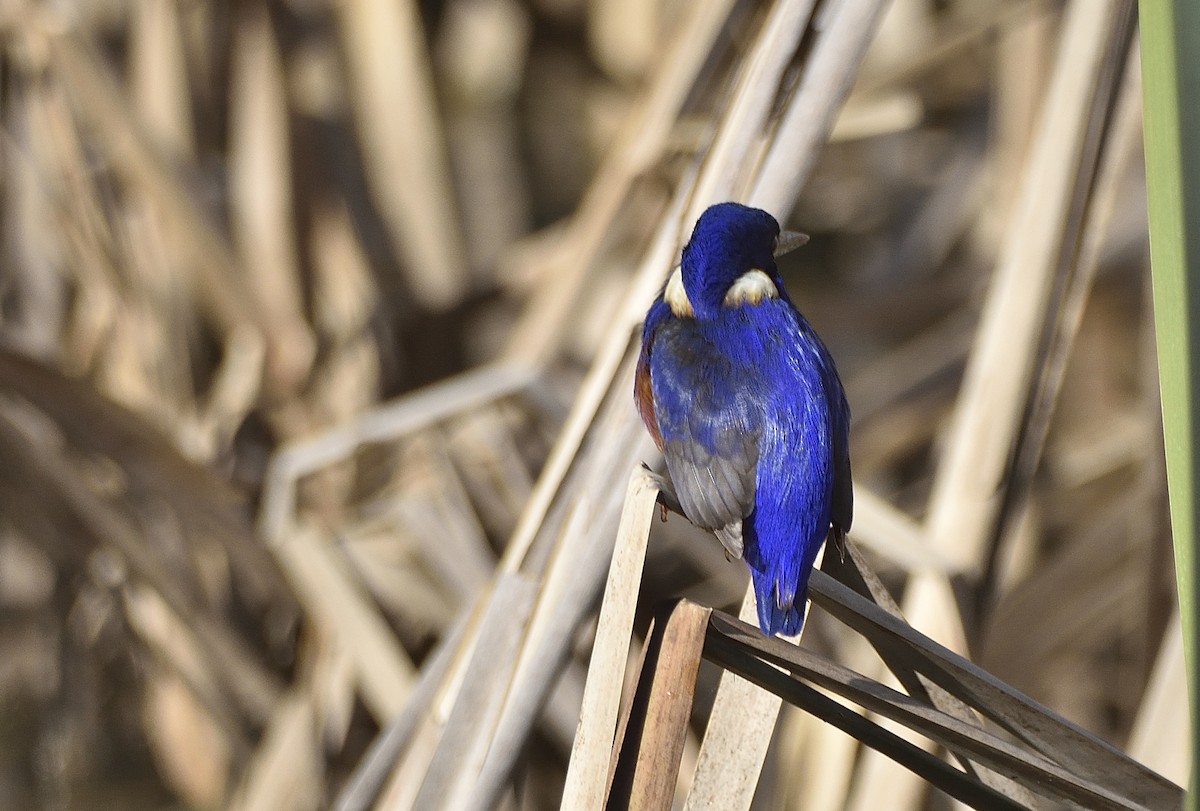 Azure Kingfisher - ML638780971