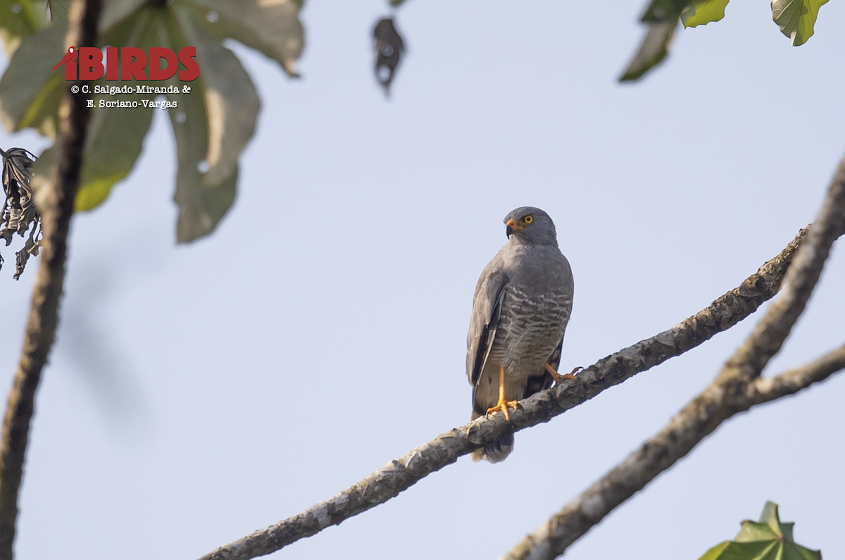Roadside Hawk - ML638780972