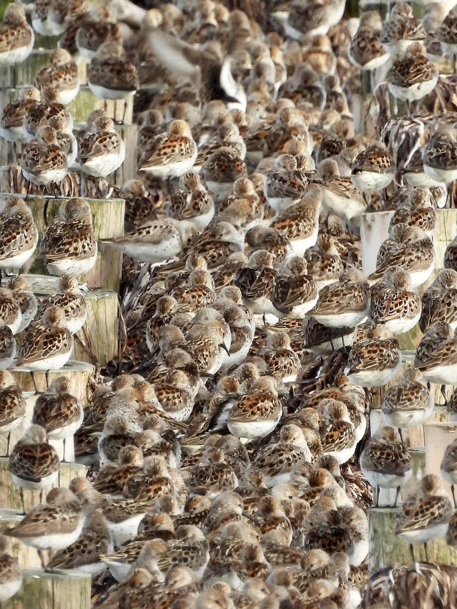 Western Sandpiper - ML638780974