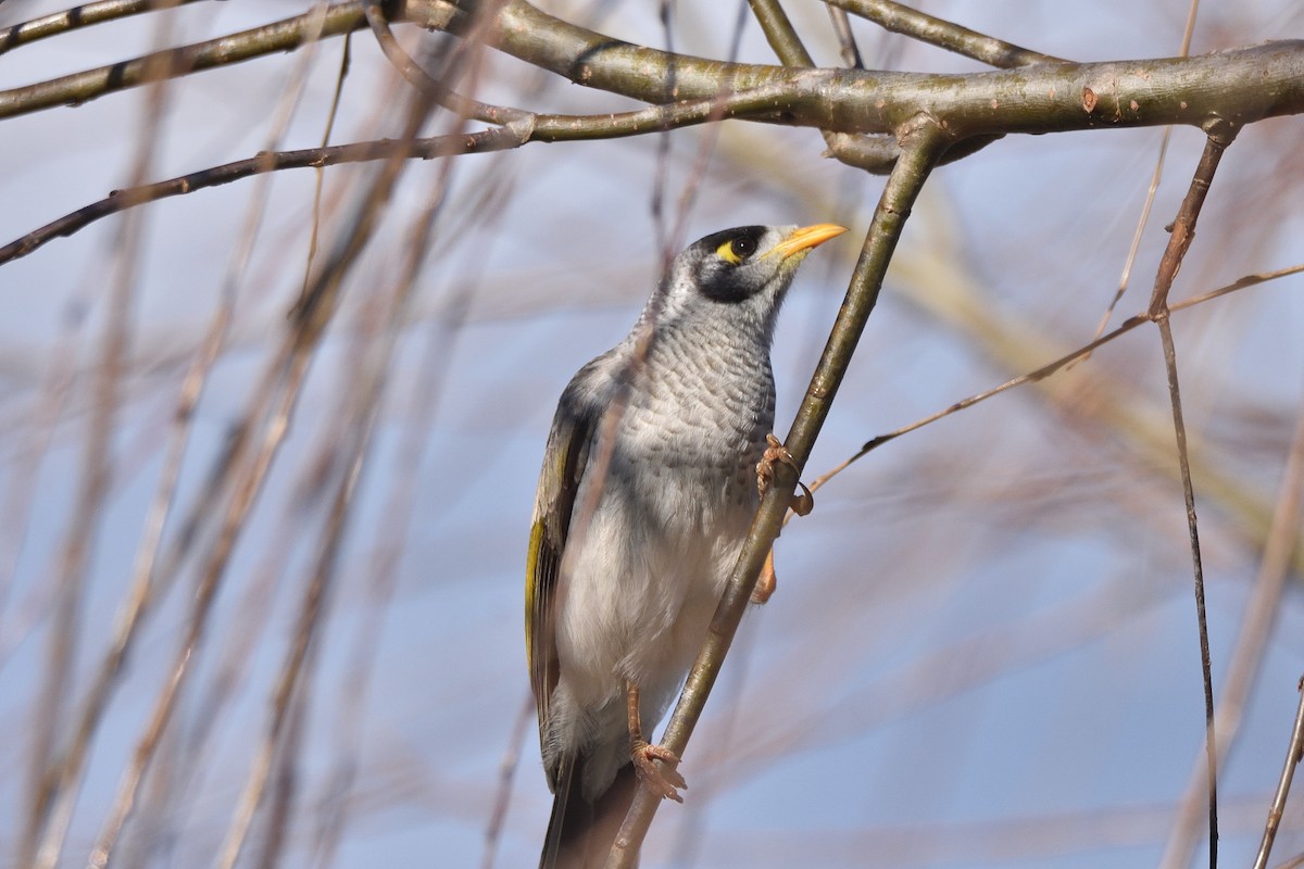 Noisy Miner - ML638780975