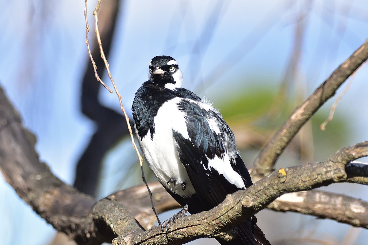 Magpie-lark - ML638780976