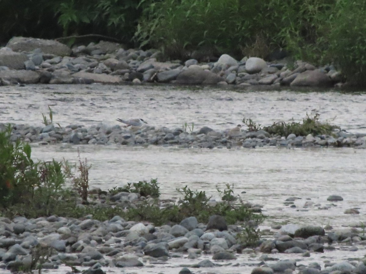 Little Tern - ML638780989