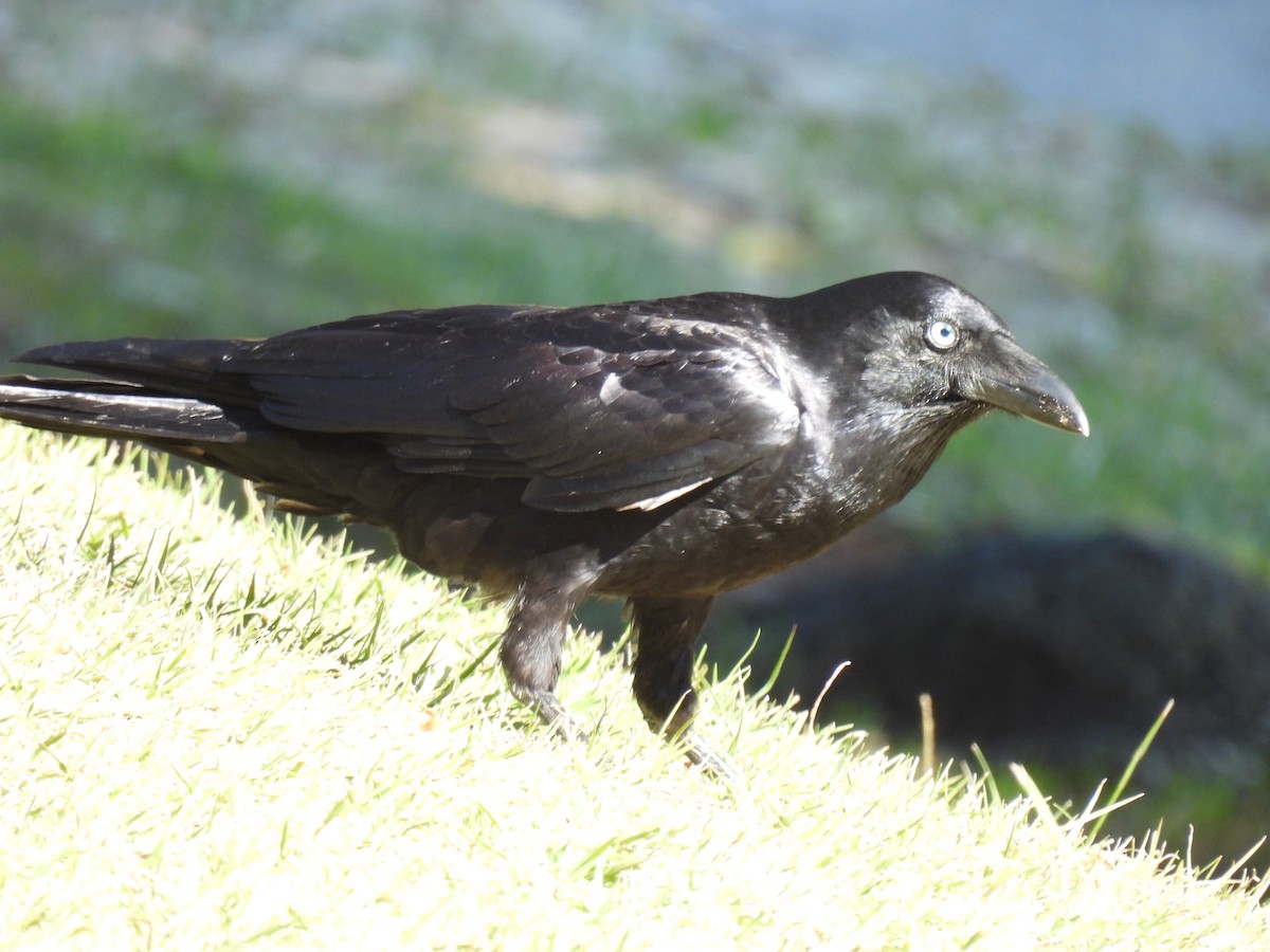 Torresian Crow - ML638780993