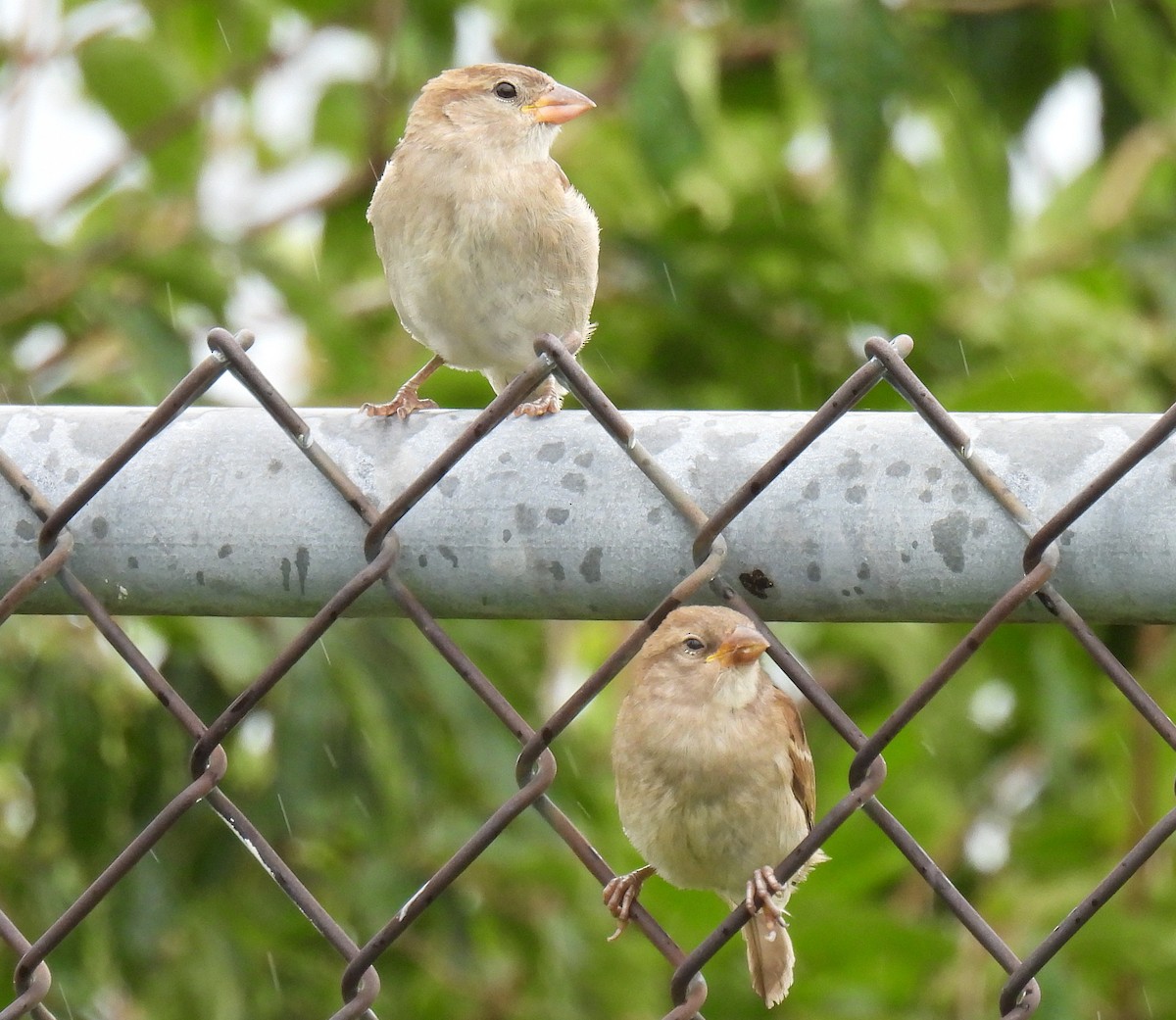 House Sparrow - ML638780994