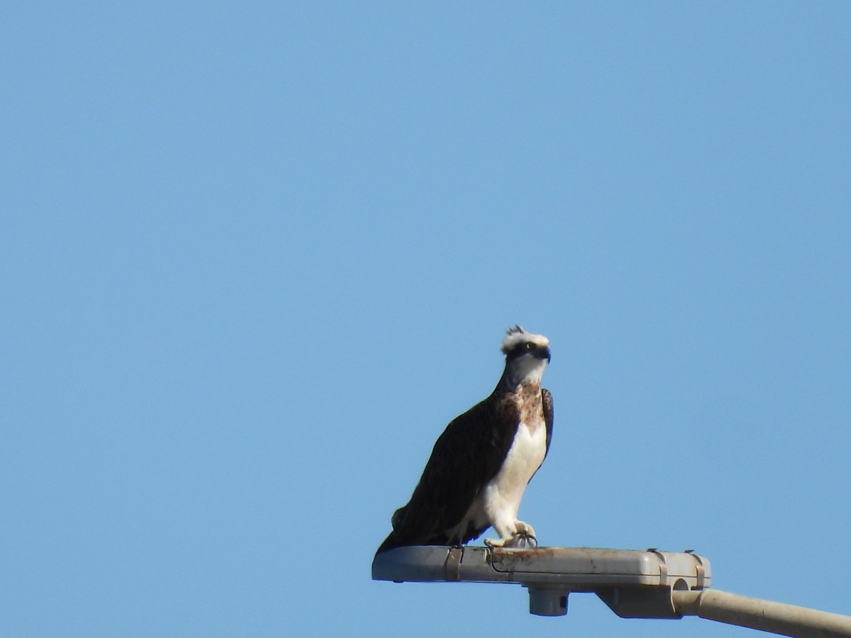 Osprey (Australasian) - ML638780996