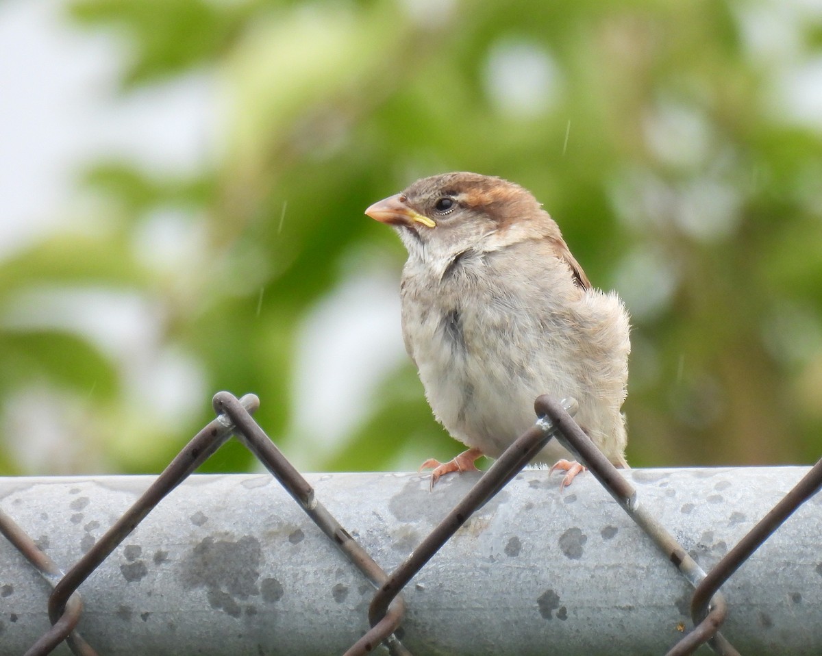 House Sparrow - ML638780999
