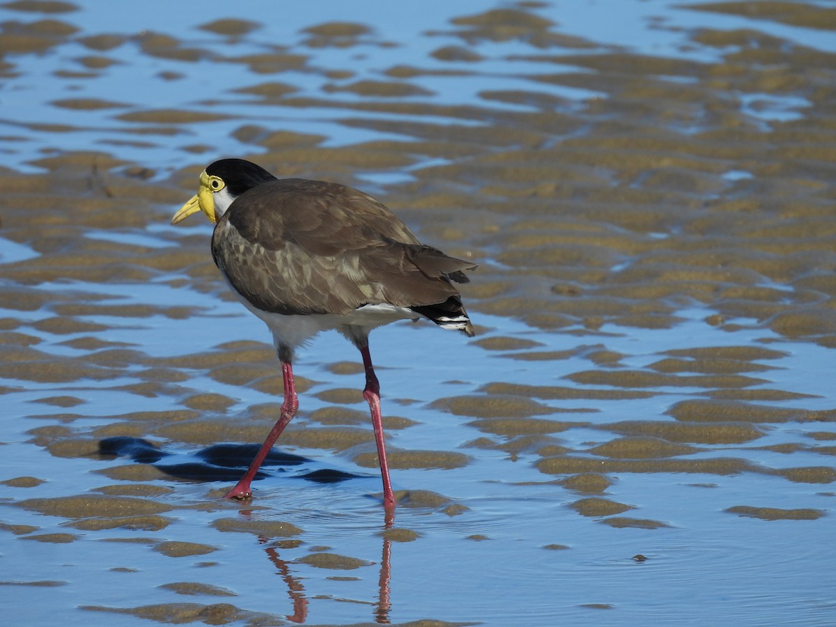 Masked Lapwing (Black-shouldered) - ML638781002