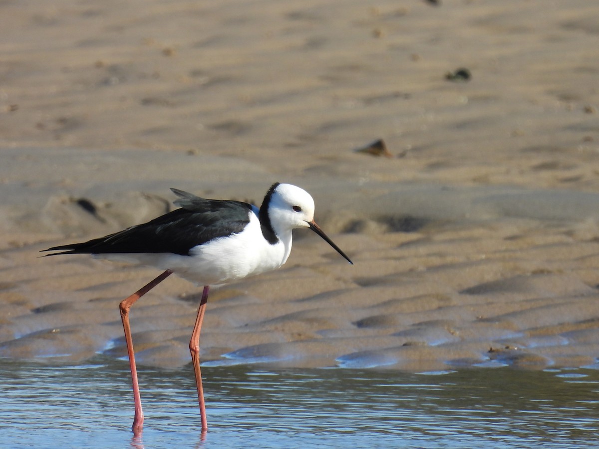 Pied Stilt - ML638781022
