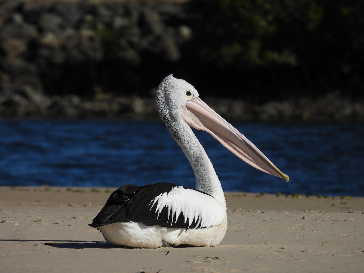 Australian Pelican - ML638781048
