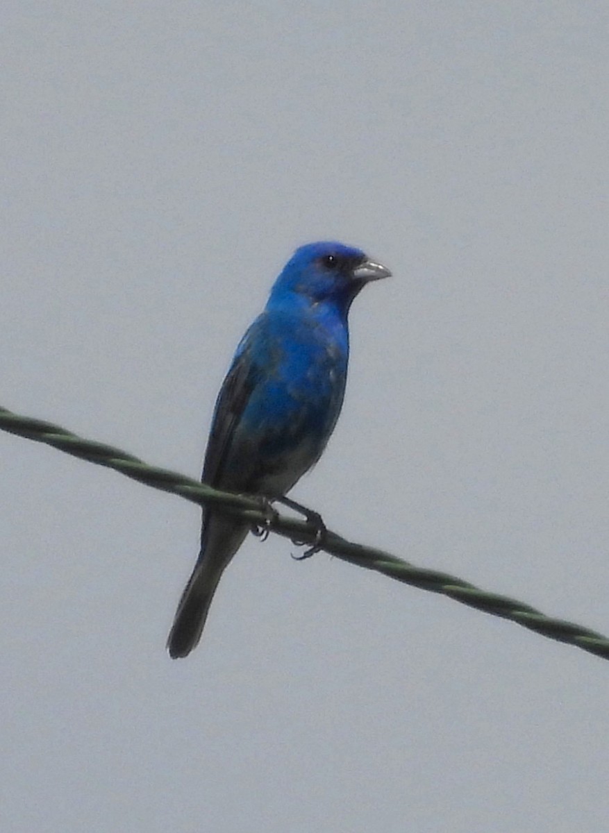 Indigo Bunting - ML638781054