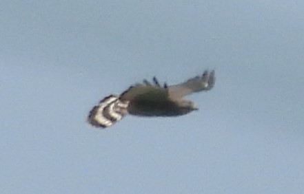 Broad-winged Hawk - ML638781059