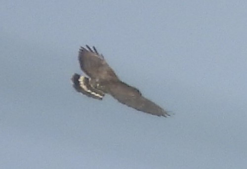 Broad-winged Hawk - ML638781060