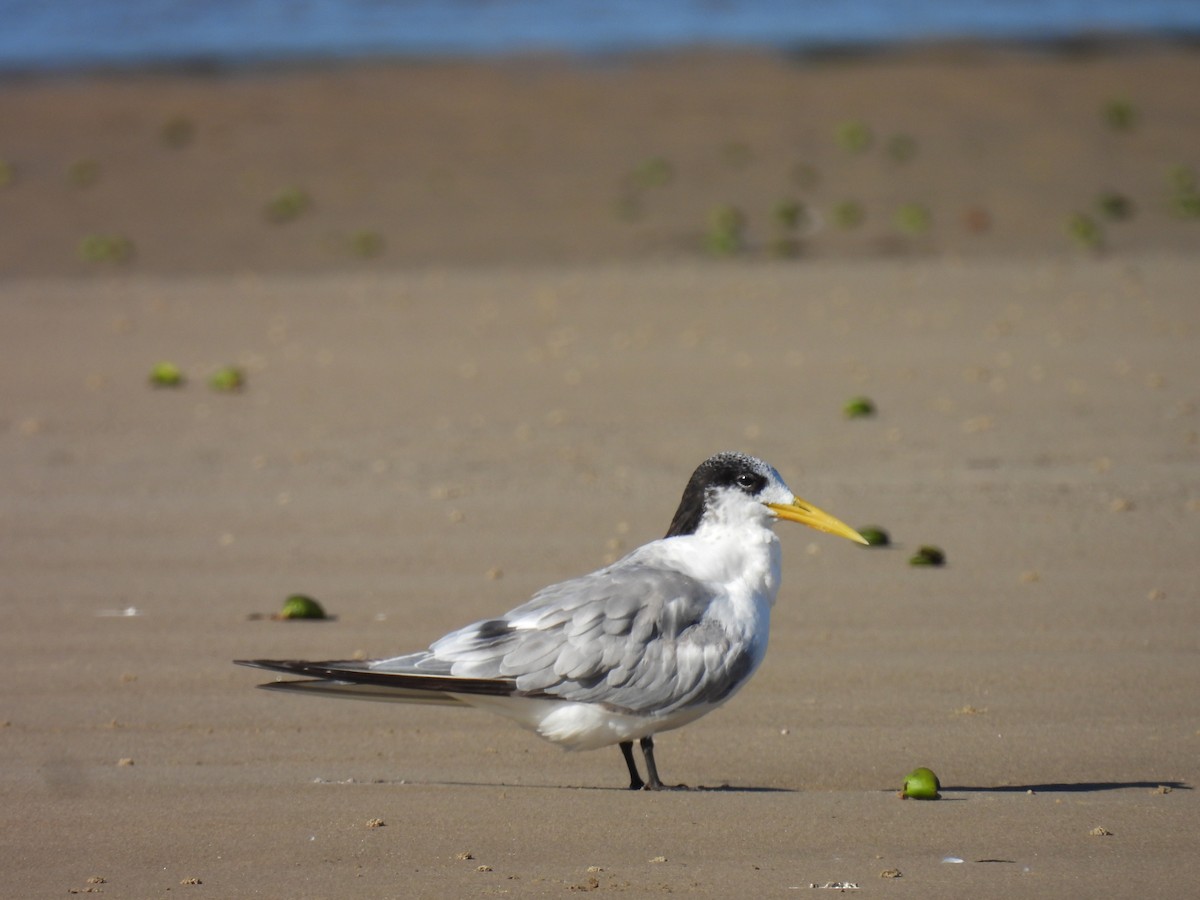 Great Crested Tern - ML638781061