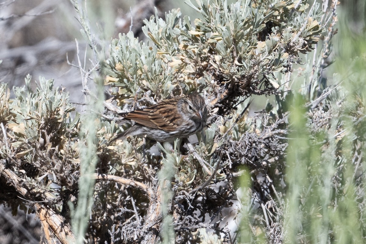Chipping Sparrow - ML638781068