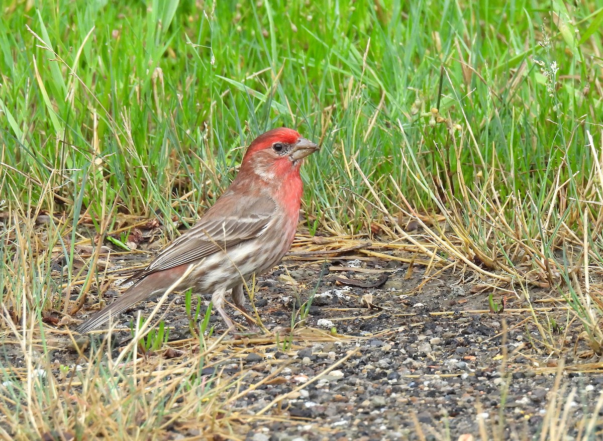 House Finch - ML638781086