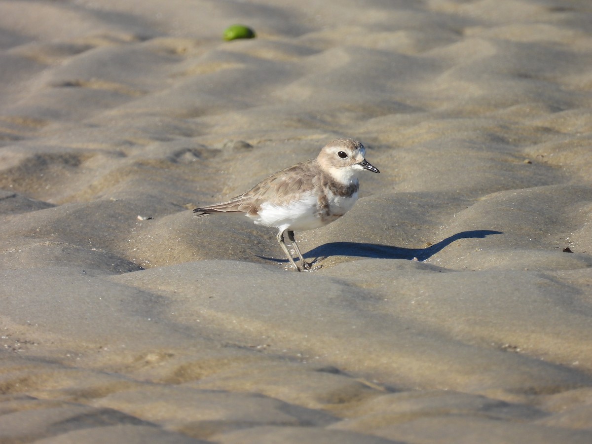 Double-banded Plover - ML638781090