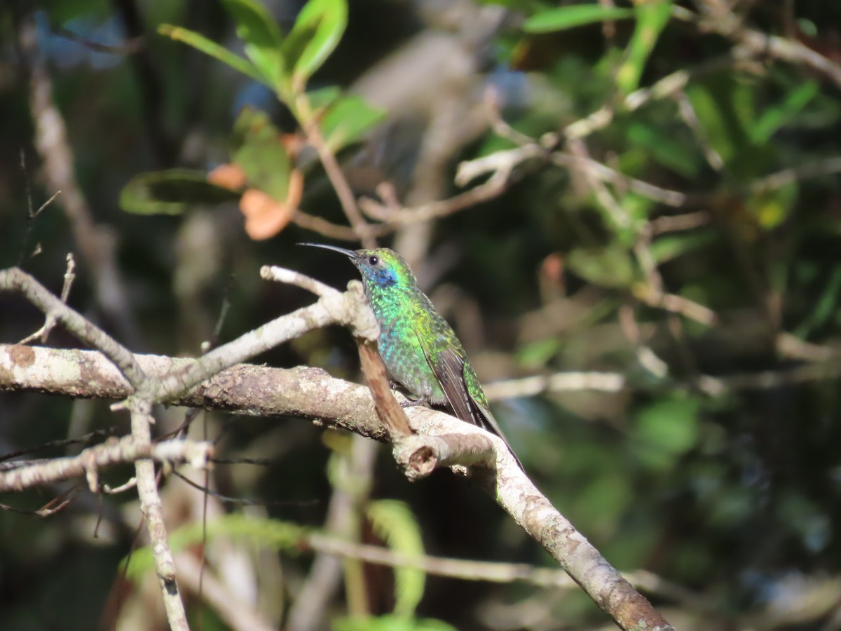 Mexican Violetear - ML638781095