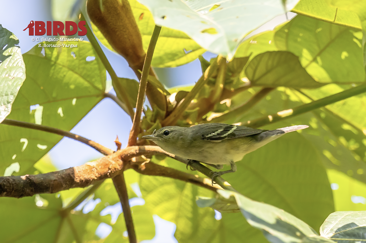 Bay-breasted Warbler - ML638781107