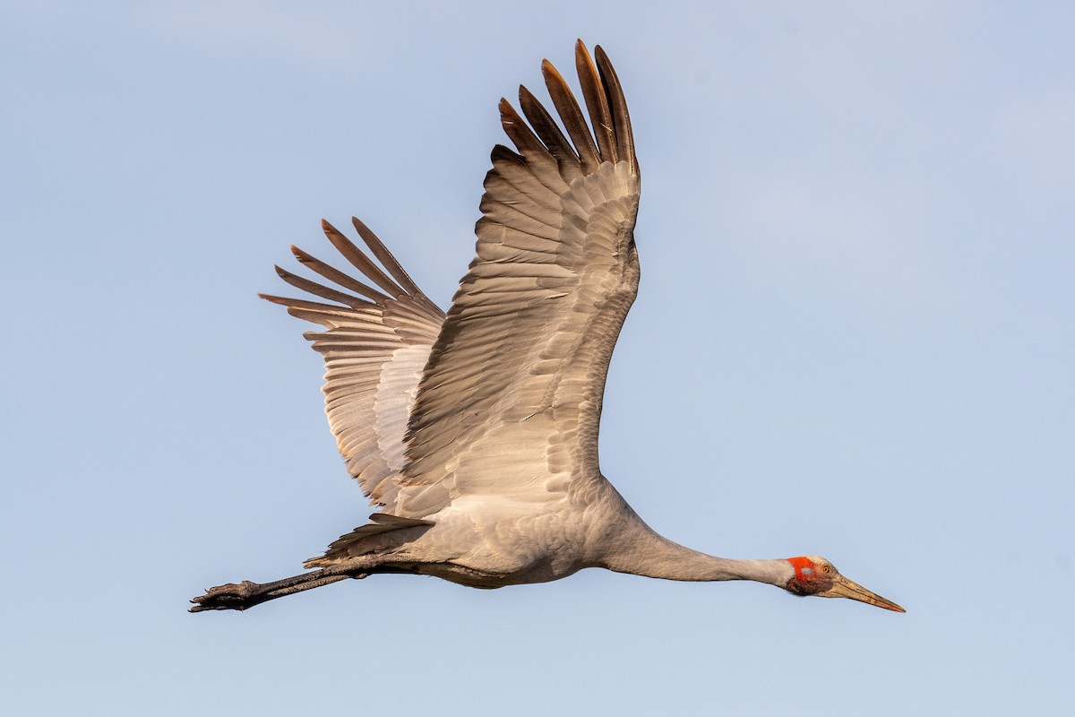 Brolga - ML638781122