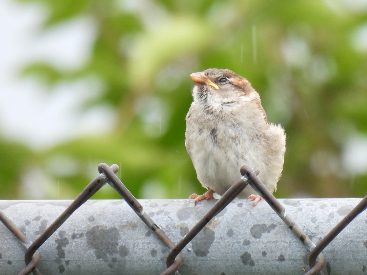 House Sparrow - ML638781123