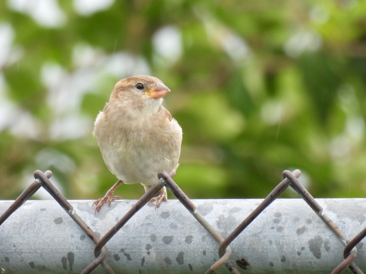 House Sparrow - ML638781128
