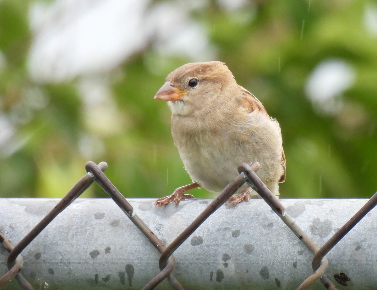 House Sparrow - ML638781129