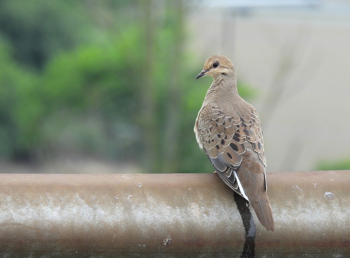 Mourning Dove - ML638781134