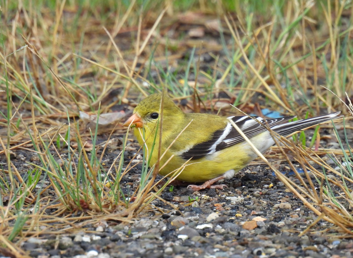 American Goldfinch - ML638781142