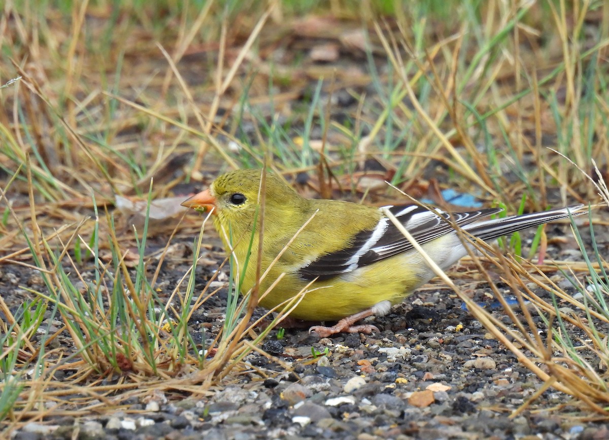 American Goldfinch - ML638781143