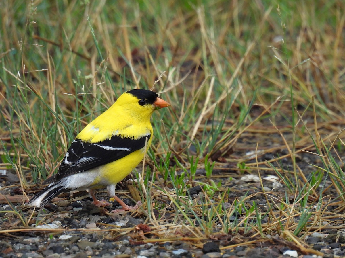 American Goldfinch - ML638781149
