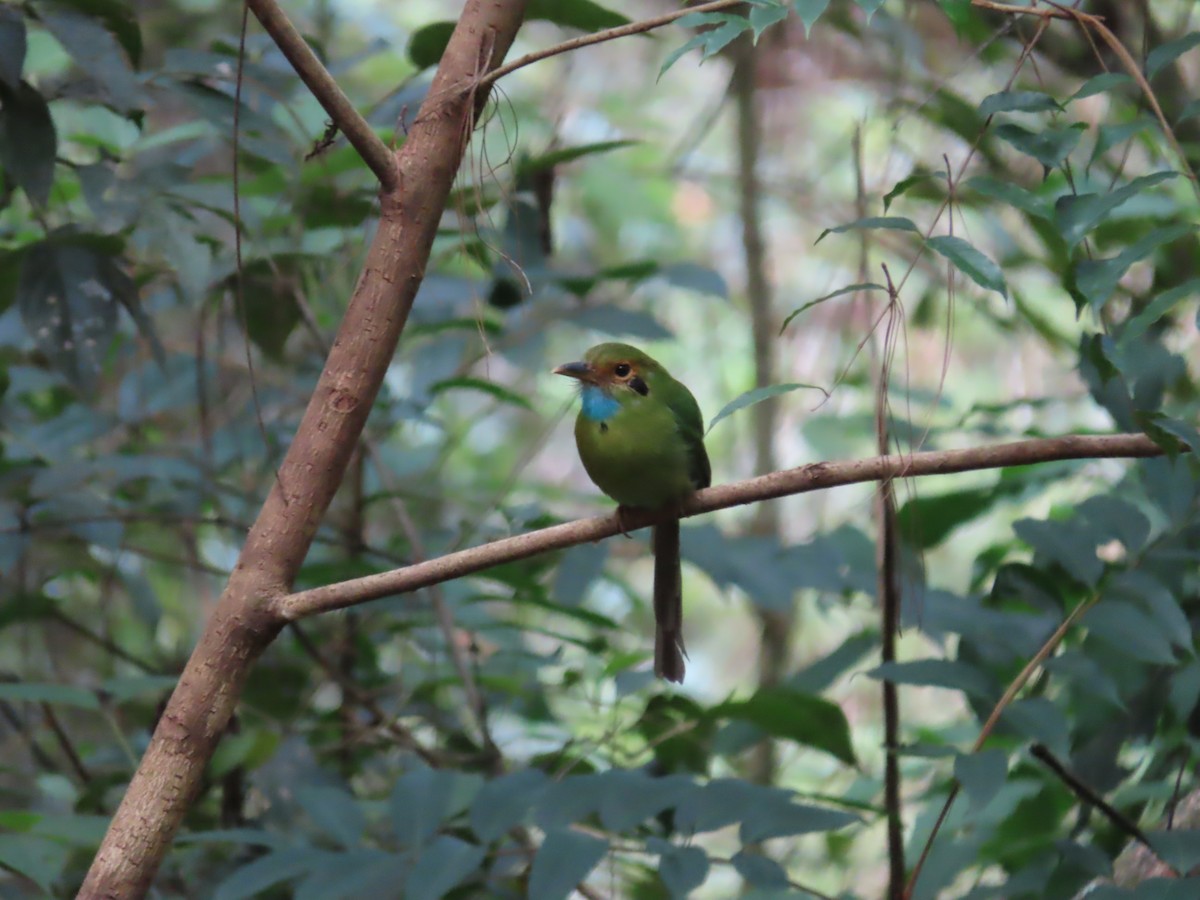 Motmot à gorge bleue - ML638781155