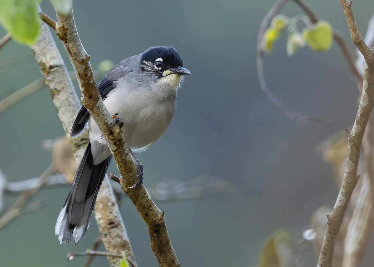 Black-headed Sibia (Lang Bian) - ML638781182