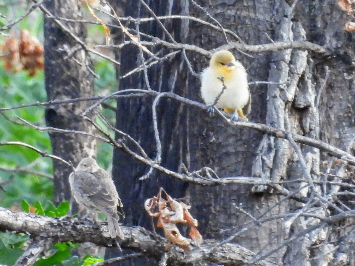 Oriole de Bullock - ML638781196