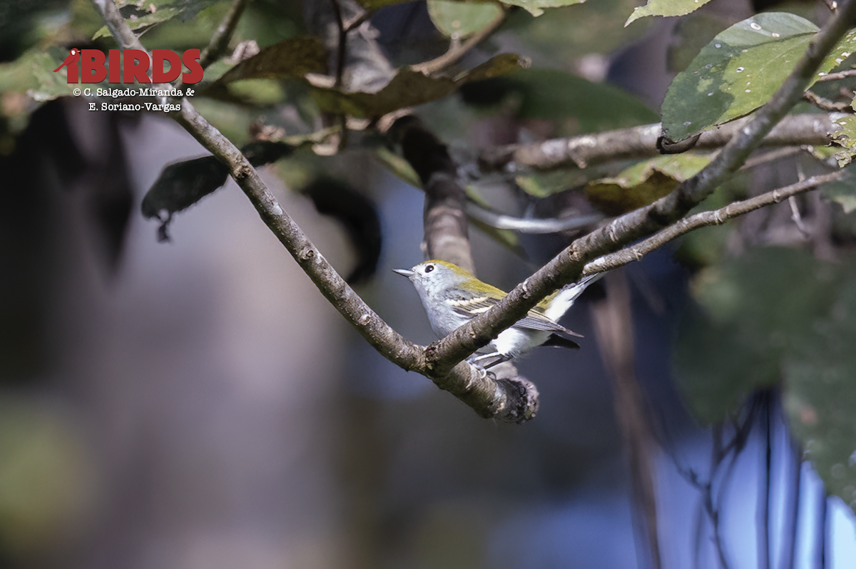 Chestnut-sided Warbler - ML638781201
