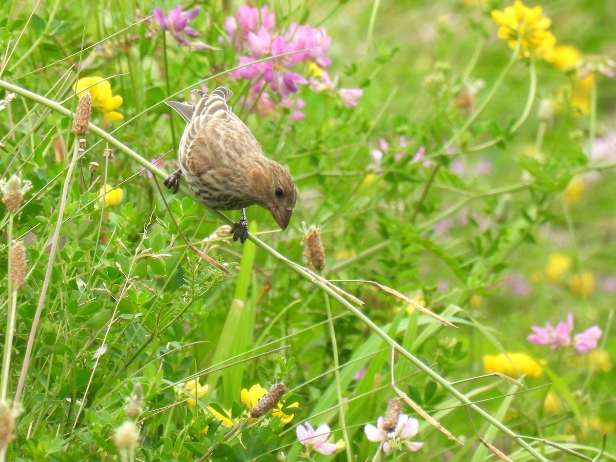 House Finch - ML638781202