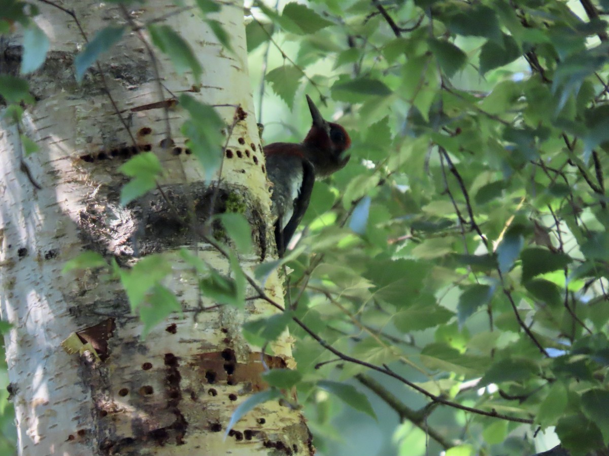 Red-breasted Sapsucker - ML638781204
