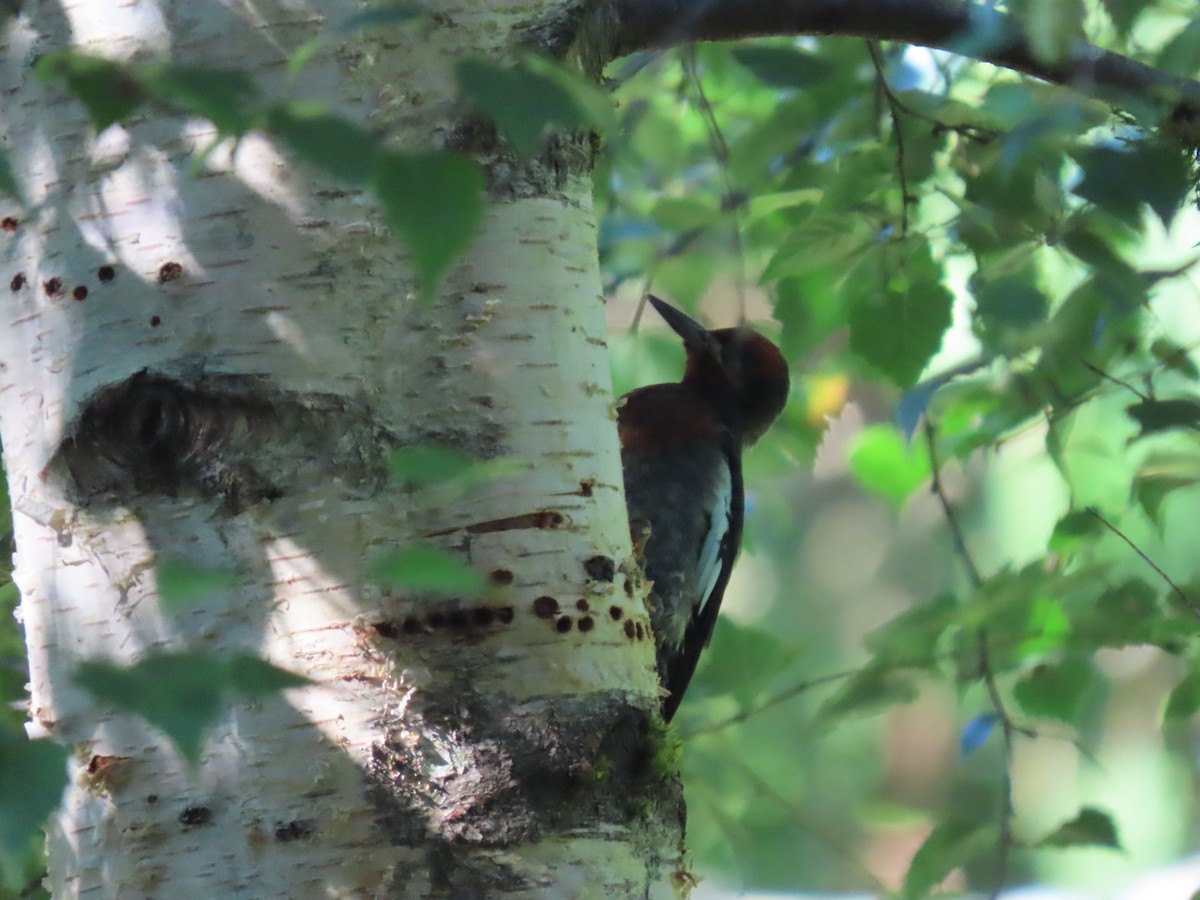 Red-breasted Sapsucker - ML638781205