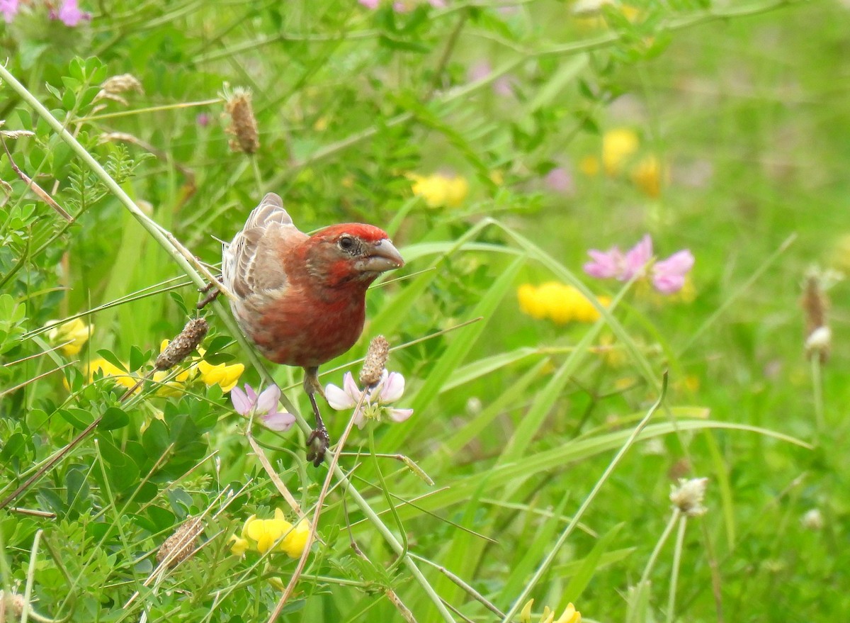 House Finch - ML638781207
