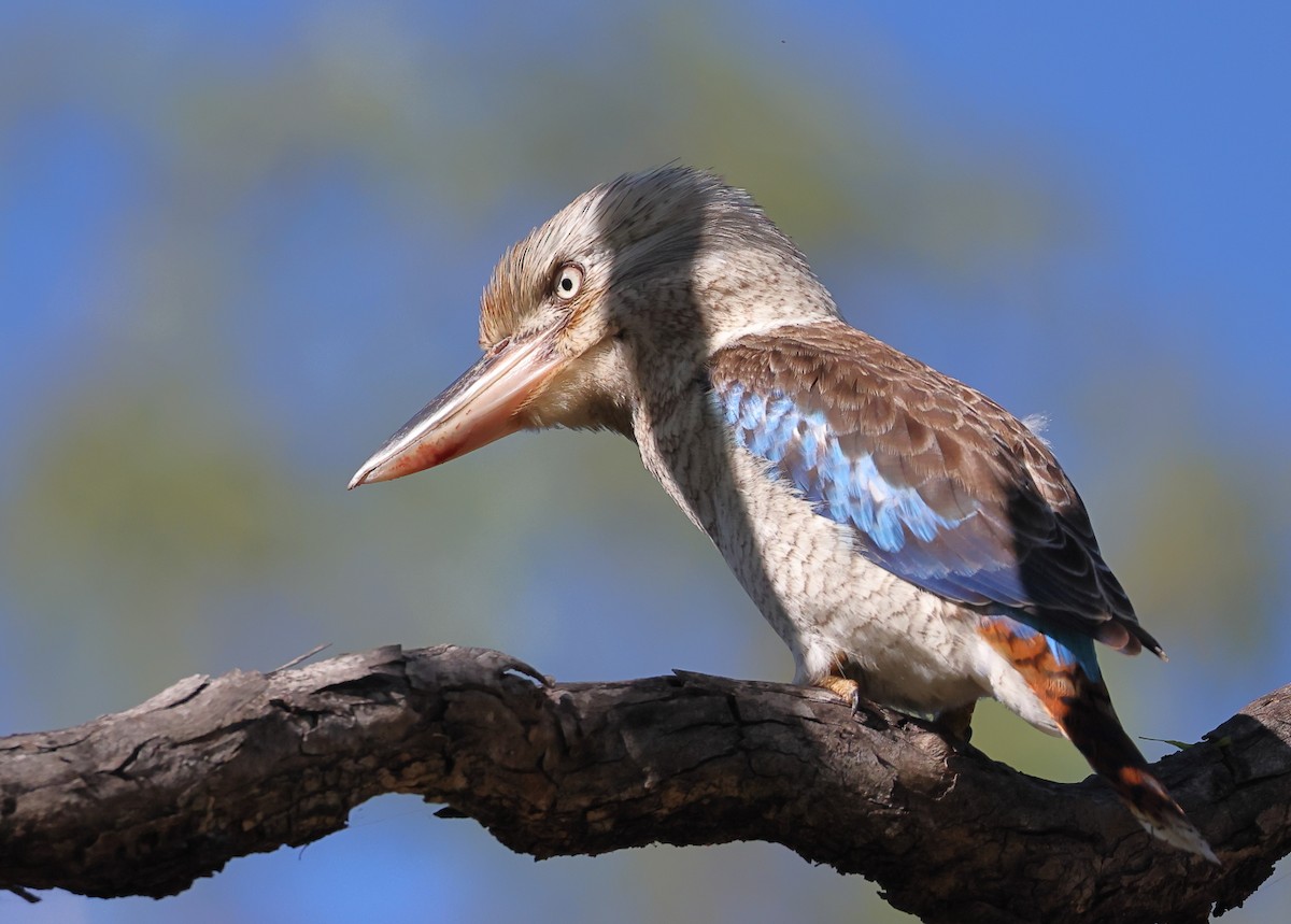 Blue-winged Kookaburra - ML638781216