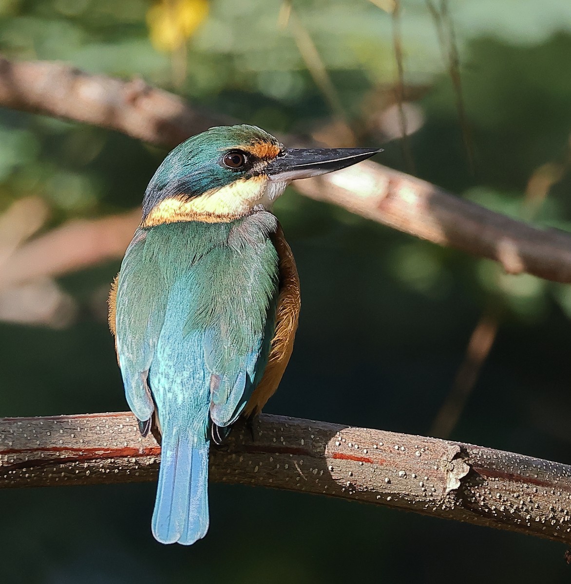 Sacred Kingfisher - ML638781217