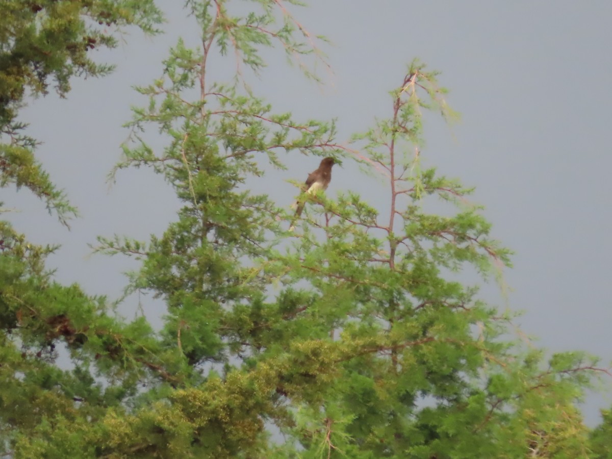 Brown Jay - ML638781308