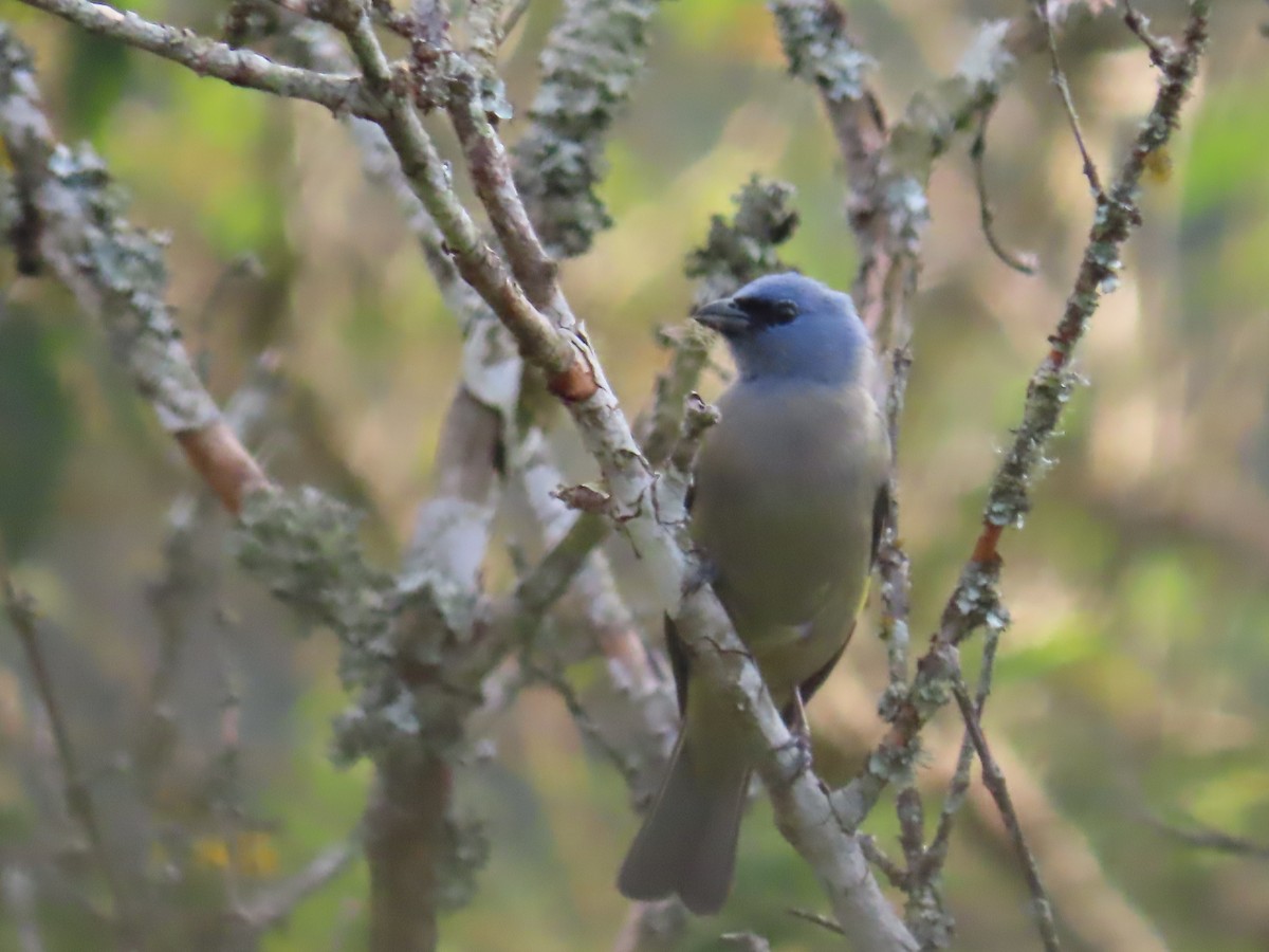 Yellow-winged Tanager - ML638781310