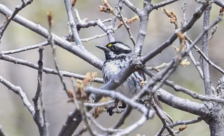 Black-throated Gray Warbler - ML638781317