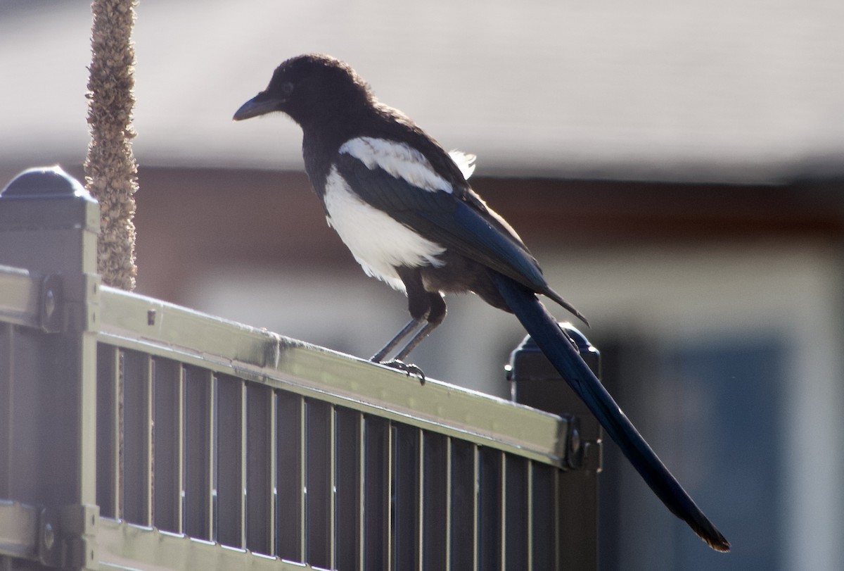 Black-billed Magpie - ML638781326