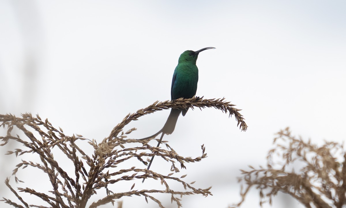 Malachite Sunbird - ML638781333