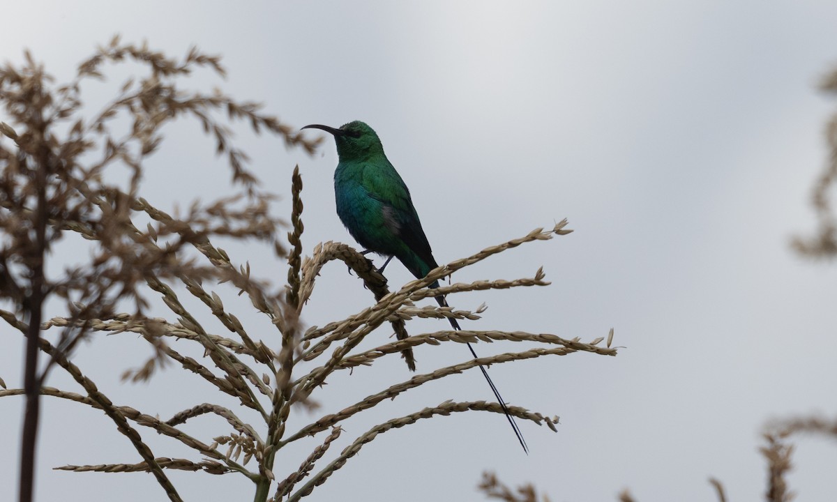 Malachite Sunbird - ML638781335