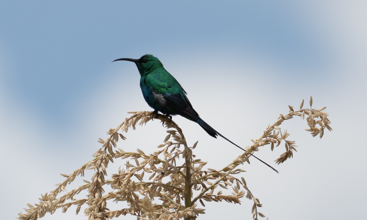 Malachite Sunbird - ML638781337