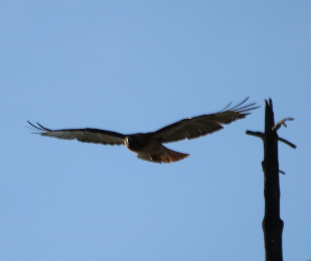 Zapelatz buztangorria - ML638781341